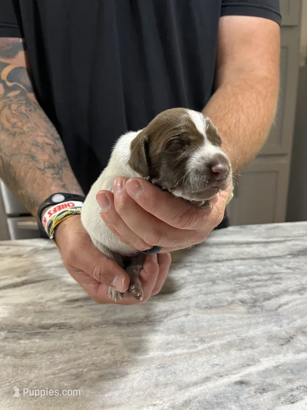 Leo – German Shorthaired Pointer puppy for sale in Seneca, KS