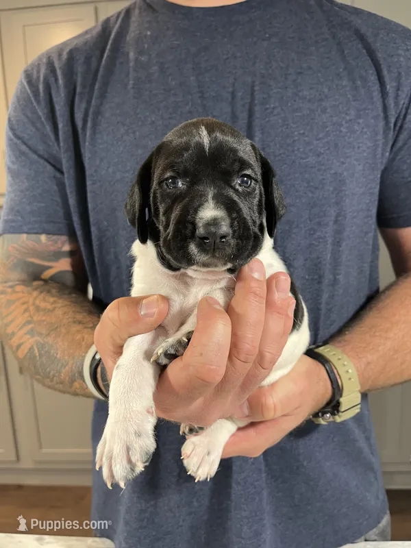 Forrest – German Shorthaired Pointer puppy on hold in Seneca, KS