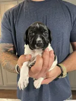 Forrest, a male German Shorthaired Pointer for sale in Seneca, KS – 2 of 10