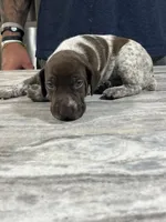 Sprout, a male German Shorthaired Pointer for sale in Seneca, KS – 7 of 9
