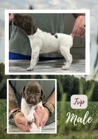 Trip, a male German Shorthaired Pointer for sale in Seneca, KS – 7 of 10