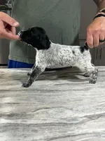 Rusty, a male German Shorthaired Pointer for sale in Seneca, KS – 1 of 8