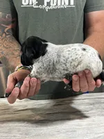 Rusty, a male German Shorthaired Pointer for sale in Seneca, KS – 5 of 8