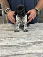 River, a male German Shorthaired Pointer for sale in Seneca, KS – 7 of 9