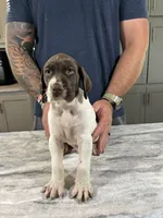  Braveheart, a male German Shorthaired Pointer for sale in Seneca, KS – 8 of 10