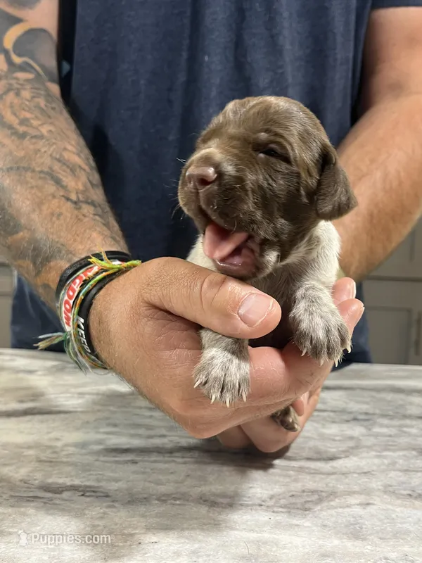Blaze – German Shorthaired Pointer puppy for sale in Seneca, KS