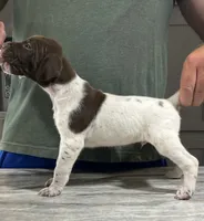 Braveheart, a male German Shorthaired Pointer for sale in Seneca, KS – 8 of 8