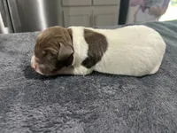 Braveheart, a male German Shorthaired Pointer for sale in Seneca, KS – 4 of 4
