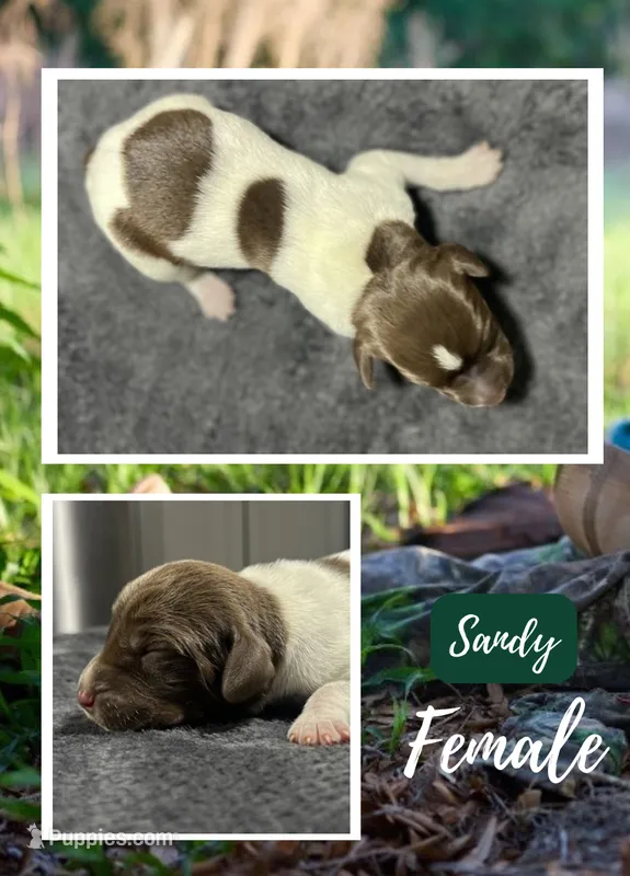 Sandy – German Shorthaired Pointer puppy for sale in Seneca, KS