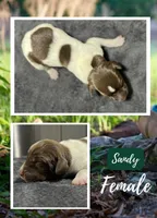 Sandy, a female German Shorthaired Pointer for sale in Seneca, KS – 1 of 1