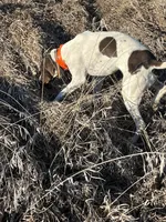 Jojo, a female German Shorthaired Pointer for sale in Seneca, KS – 7 of 9