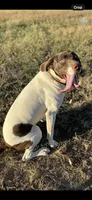 Jojo, a female German Shorthaired Pointer for sale in Seneca, KS – 8 of 9