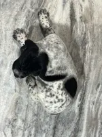 Ash, a male German Shorthaired Pointer for sale in Seneca, KS – 4 of 8