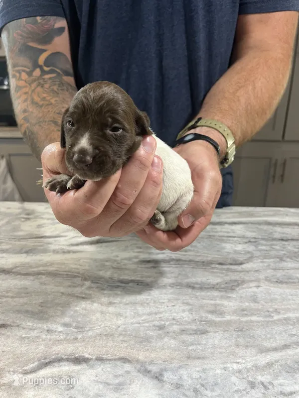 Jade – German Shorthaired Pointer puppy on hold in Seneca, KS