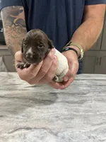 Jade, a female German Shorthaired Pointer for sale in Seneca, KS – 1 of 7