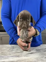 Blaze, a male German Shorthaired Pointer for sale in Seneca, KS – 3 of 10