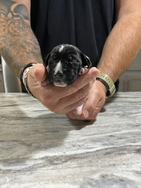 Gus – German Shorthaired Pointer puppy for sale in Seneca, KS
