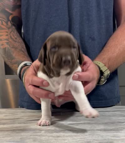 Sunny, a male German Shorthaired Pointer for sale in Seneca, KS – 10 of 10