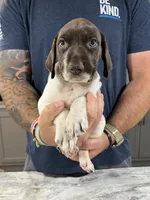 Stormy, a male German Shorthaired Pointer for sale in Seneca, KS – 4 of 10