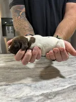 Jade, a female German Shorthaired Pointer for sale in Seneca, KS – 3 of 7