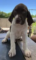  Braveheart, a male German Shorthaired Pointer for sale in Seneca, KS – 7 of 10