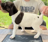 Sunny, a male German Shorthaired Pointer for sale in Seneca, KS – 2 of 10