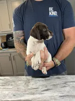 Stormy, a male German Shorthaired Pointer for sale in Seneca, KS – 6 of 10