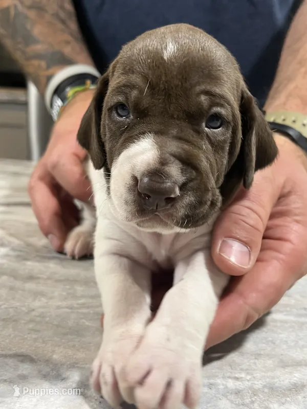  Braveheart – German Shorthaired Pointer puppy for sale in Seneca, KS