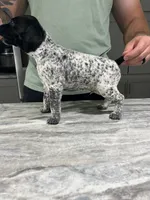 River, a male German Shorthaired Pointer for sale in Seneca, KS – 2 of 9