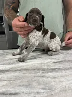 Sprout, a male German Shorthaired Pointer for sale in Seneca, KS – 2 of 9