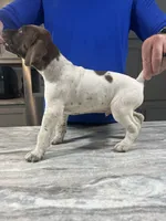 Trip, a male German Shorthaired Pointer for sale in Seneca, KS – 3 of 10