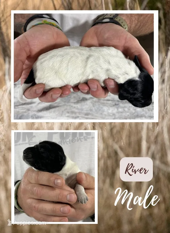 River – German Shorthaired Pointer puppy for sale in Seneca, KS