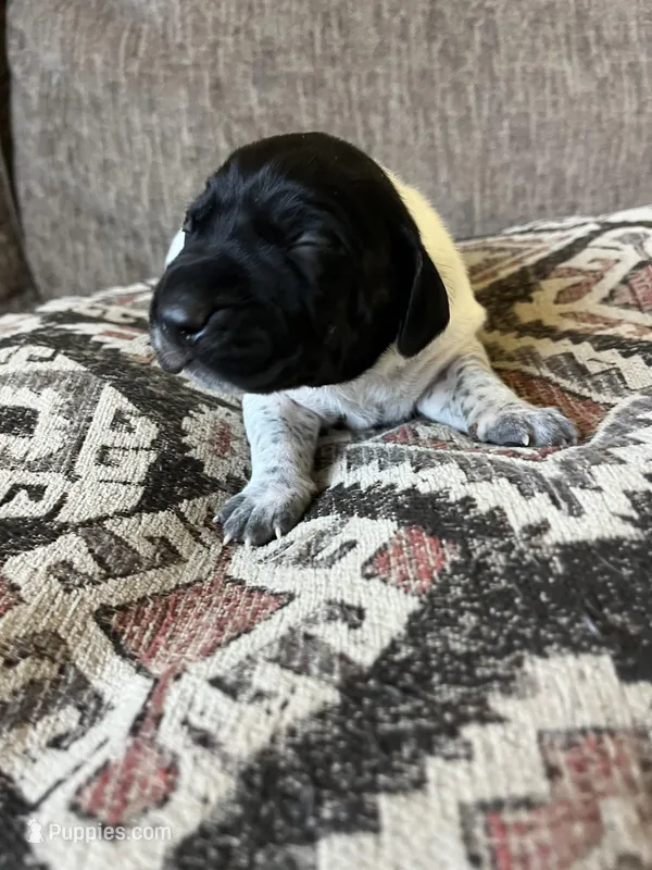 River – German Shorthaired Pointer puppy for sale in Seneca, KS