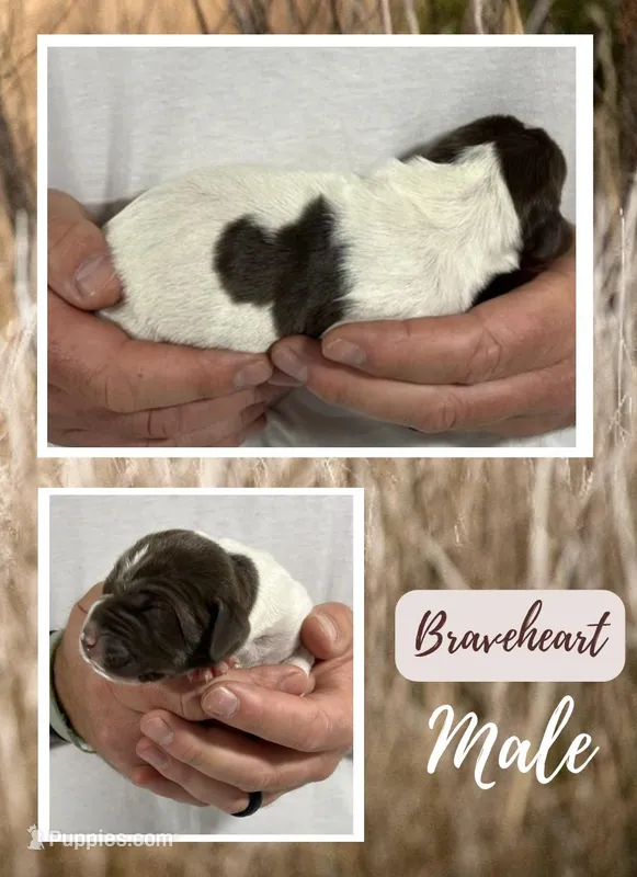  Braveheart, a male German Shorthaired Pointer for sale in Seneca, KS – 1 of 1