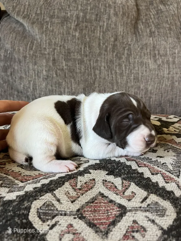  Braveheart – German Shorthaired Pointer puppy for sale in Seneca, KS