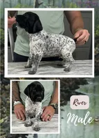 River, a male German Shorthaired Pointer for sale in Seneca, KS – 3 of 9