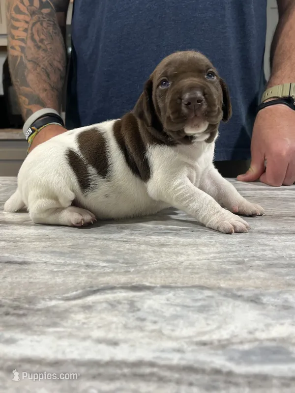 Sunny – German Shorthaired Pointer puppy for sale in Seneca, KS