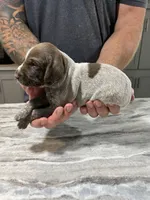 Leo, a male German Shorthaired Pointer for sale in Seneca, KS – 6 of 8