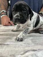 Ash, a male German Shorthaired Pointer for sale in Seneca, KS – 6 of 8