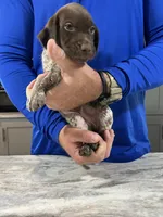 Blaze, a male German Shorthaired Pointer for sale in Seneca, KS – 2 of 10