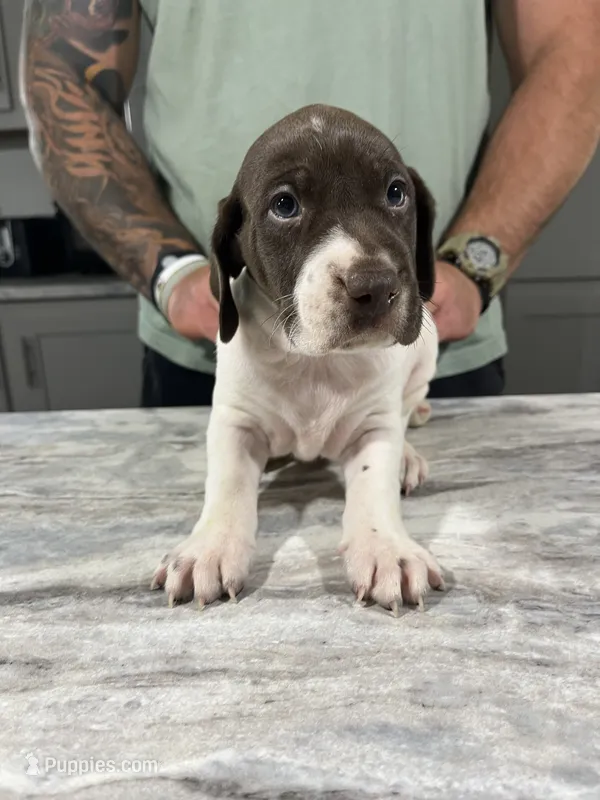  Braveheart – German Shorthaired Pointer puppy for sale in Seneca, KS