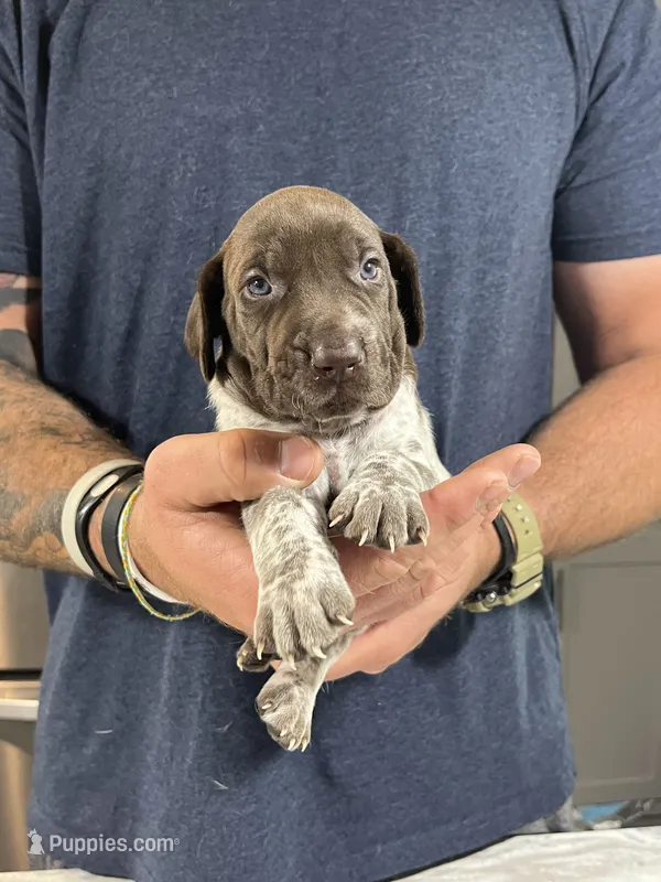 Sprout – German Shorthaired Pointer puppy for sale in Seneca, KS