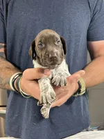 Sprout, a male German Shorthaired Pointer for sale in Seneca, KS – 4 of 9