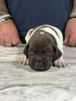 Sunny, a male German Shorthaired Pointer for sale in Seneca, KS – 9 of 10