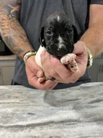 Gus, a male German Shorthaired Pointer for sale in Seneca, KS – 4 of 8