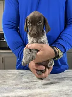 Blaze, a male German Shorthaired Pointer for sale in Seneca, KS – 5 of 10