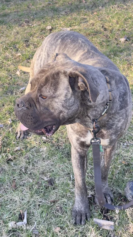 Titan , a male Bullmastiff for sale in Muncie, IN – Photo 1 of 2