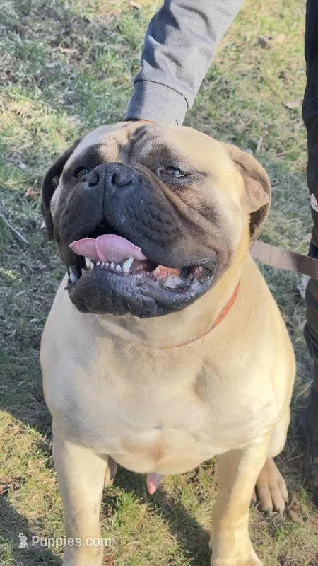 Chancellor  – Bullmastiff puppy for sale in Muncie, IN