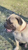 Chancellor , a male Bullmastiff for sale in Muncie, IN – Photo 2 of 3