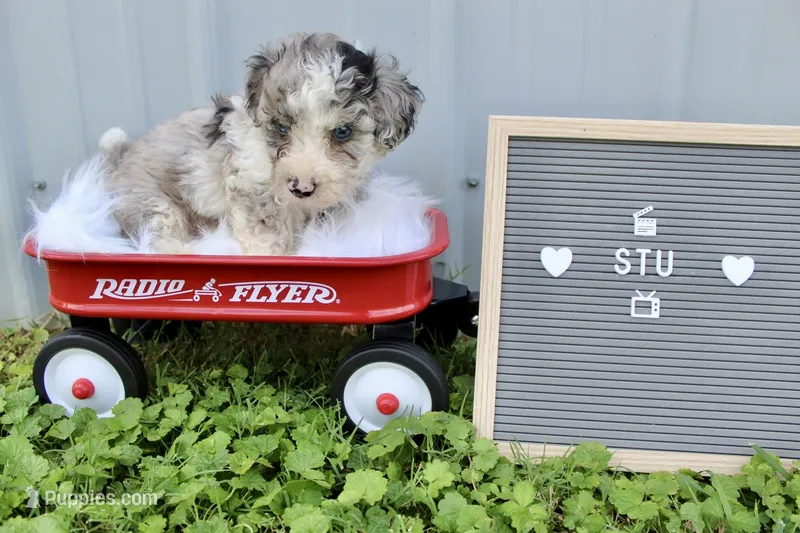 Stu – Poochon puppy for sale in Louisa, KY